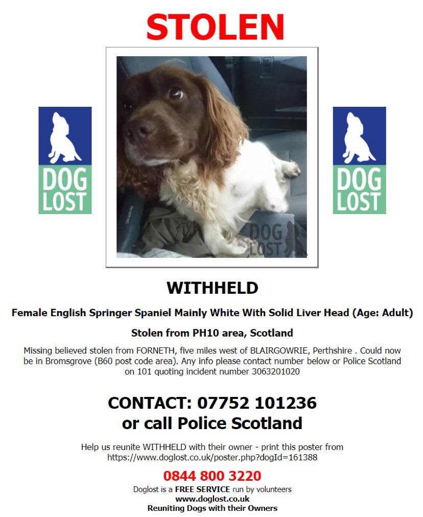bs2510's tweet photo. #STOLEN #FindStolenM
"M" Needs to be HOME🏡She's an Older Girl & needs her Family
#English #Springer #Spaniel Liver/white Microchipped
#Missing 20 Oct 2020 #FORNETH near #BLAIRGOWRIE #Perthshire #Scotland PH10 Could be in #Bromsgrove
https://t.co/x1Sx3xJqzY https://t.co/dvRs6aYT92