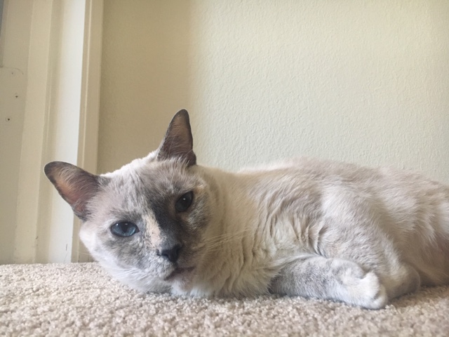 Rene_MacVay's tweet photo. Pets have allergies just like people do. I have found success using @pawTree Allergy Support Plus soft chews to help my cat navigate through her fall allergy flare ups. I wish I found this product sooner... https://t.co/yrNoNKi5bW @nourishedfest #influencer #catallergies #pets https://t.co/muZHSmZXVU
