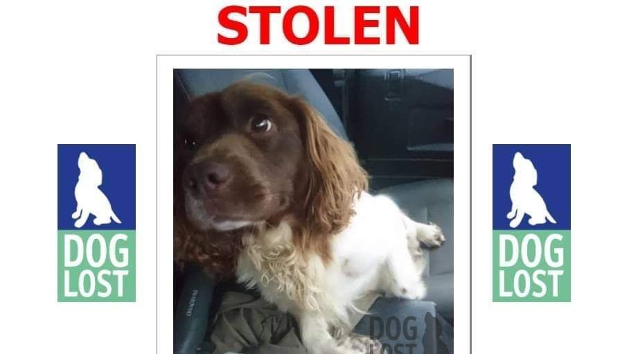 bs2510's tweet photo. #STOLEN #FindStolenM
PLEASE LEAVE HER GO HOME
"M" Needs to be HOME🏡She's an Older Girl & needs her Family
#EnglishSpringerSpaniel Liver/white Microchipped
#Missing 20 Oct 2020 #FORNETH #BLAIRGOWRIE #Perthshire #Scotland PH10 Could be in #Bromsgrove
https://t.co/x1Sx3xJqzY https://t.co/GkAoEWHz0g