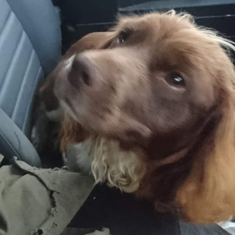 bs2510's tweet photo. #STOLEN #FindStolenM
PLEASE LEAVE HER GO HOME
"M" Needs to be HOME🏡She's an Older Girl & needs her Family
#EnglishSpringerSpaniel Liver/white Microchipped
#Missing 20 Oct 2020 #FORNETH #BLAIRGOWRIE #Perthshire #Scotland PH10 Could be in #Bromsgrove
https://t.co/x1Sx3xJqzY https://t.co/GkAoEWHz0g