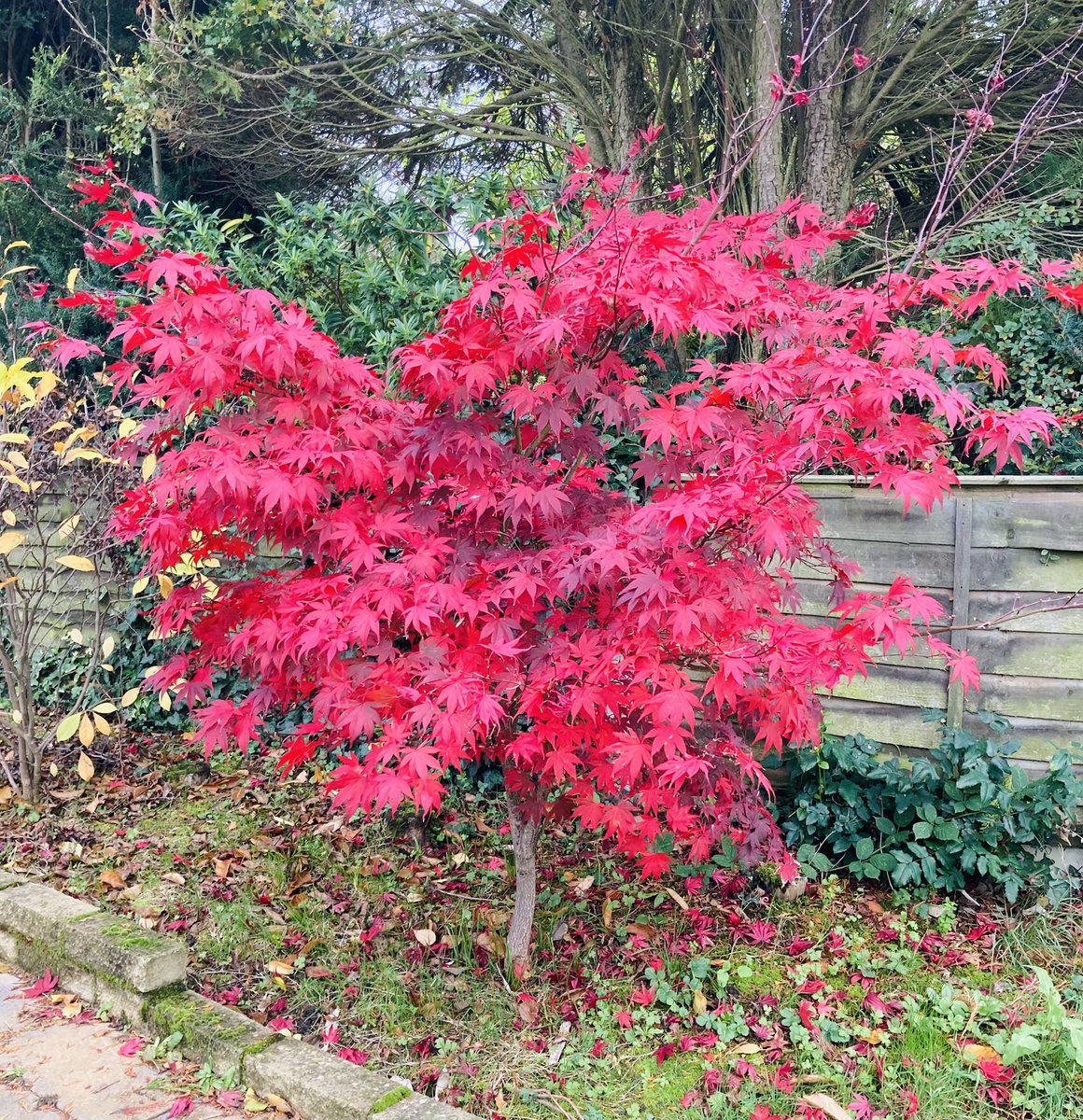 nicolaagilbert's tweet photo. Autumn is beautiful #mygarden #acer #flamingred #autumncolours https://t.co/2MiduHPHMJ