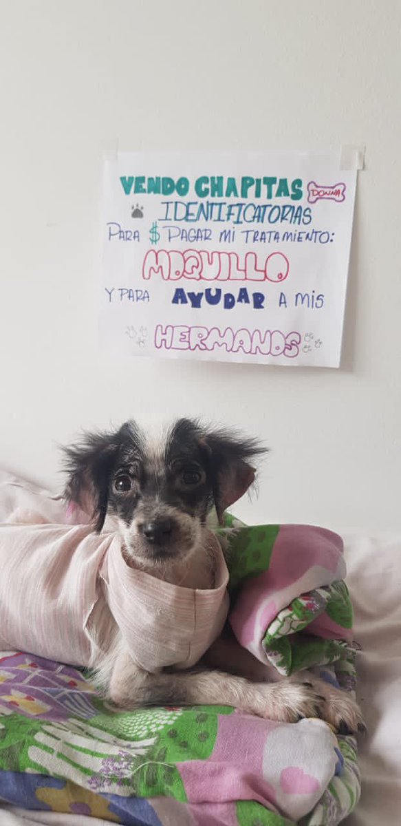 epacba's tweet photo. AYUDEMOS A DONNA♥️ 

🐾Comprando una chapita identificatoria en forma de corazón a $200 la ayudas a que siga realizándose su tratamiento de moquillo🙏🏽🙏🏽 https://t.co/HzOrXLHudz