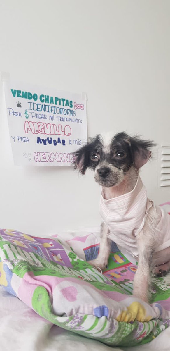 AYUDEMOS A DONNA♥️ 

🐾Comprando una chapita identificatoria en forma de corazón a $200 la ayudas a que siga realizándose su tratamiento de moquillo🙏🏽🙏🏽