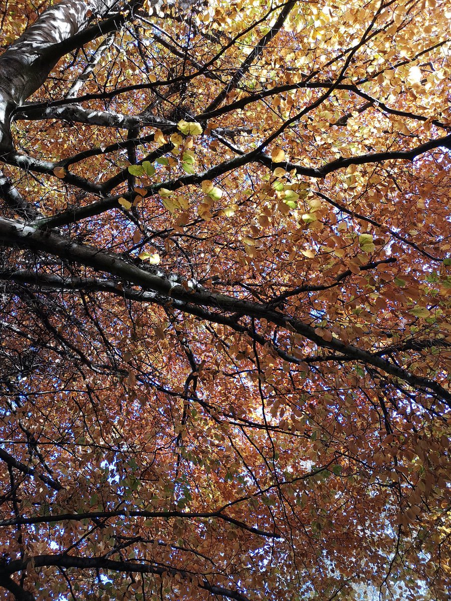 Beautiful canopy of colour 🍂 🍁
#Autumn2020 #novembervibes
#stunning #trees #naturephotography #healingnature
#coloursofautumn #woodlandwalk
#englishwoodland