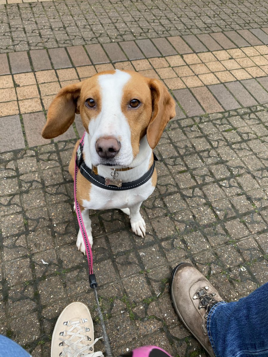 jonesey65's tweet photo. Introducing our lovely Bosnian rescue Lily Savage from @Dogs4Rescue  @RealPOGDogs 
#rescuedog #bosnianrescuedog #lilysavage https://t.co/UaDODNKqbQ