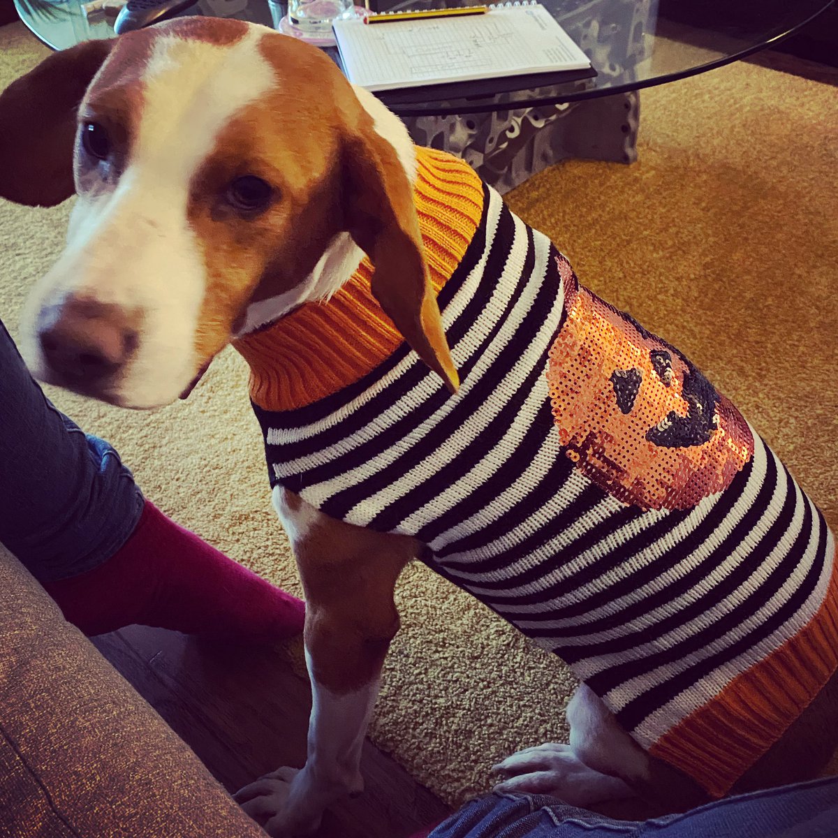 jonesey65's tweet photo. Introducing our lovely Bosnian rescue Lily Savage from @Dogs4Rescue  @RealPOGDogs 
#rescuedog #bosnianrescuedog #lilysavage https://t.co/UaDODNKqbQ