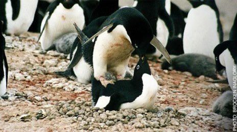 This one might shock. Penguins aren’t all the adorable creatures we thought they are - they too are necrophiliac rapists. Males were seen having sex with dead carcasses, the sexual and physical abuse of chicks, non-procreative sex, homosexuality and females prostituting.