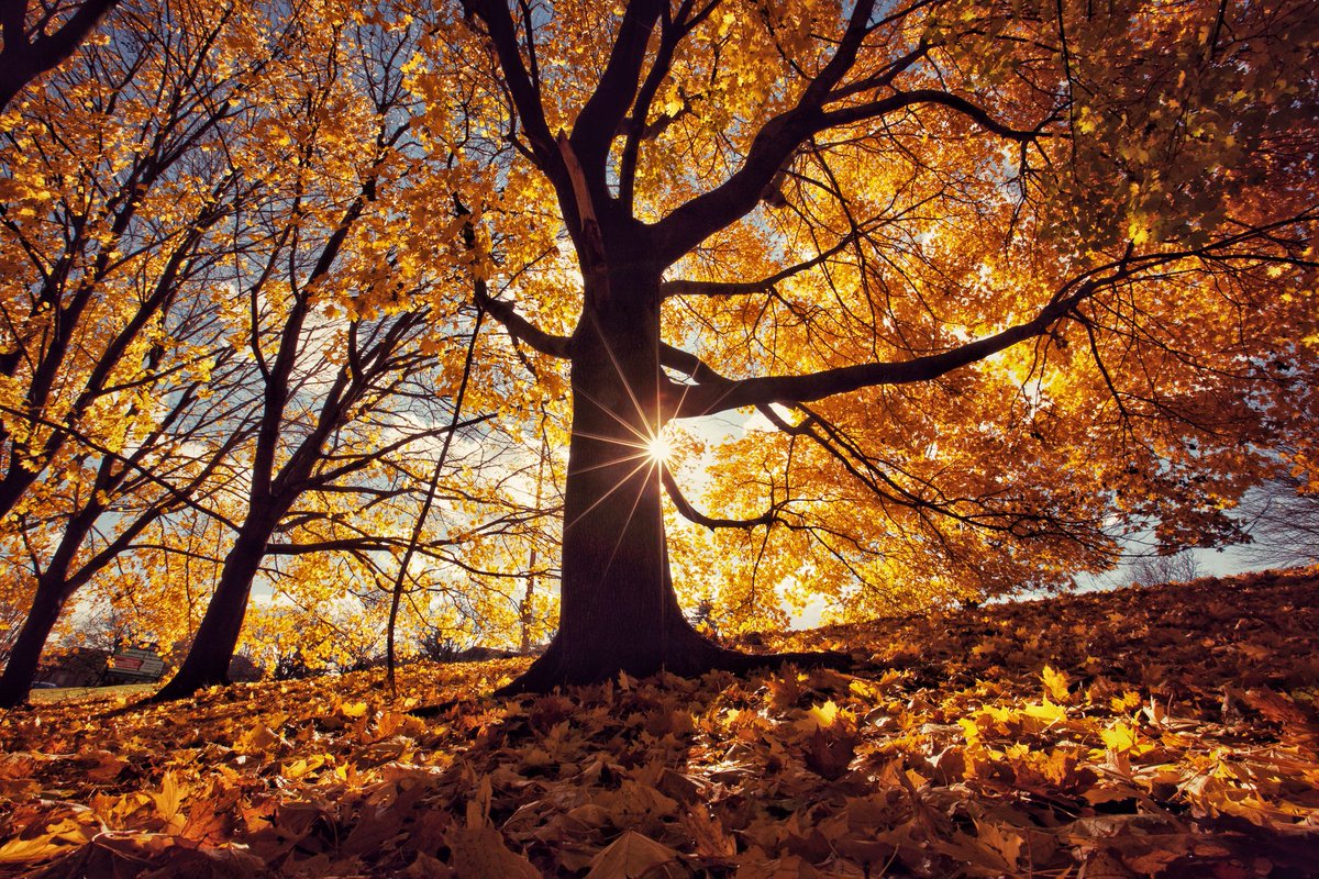 GnosisNeurosis's tweet photo. She spoke in golden shade https://t.co/DSJwfijpbf