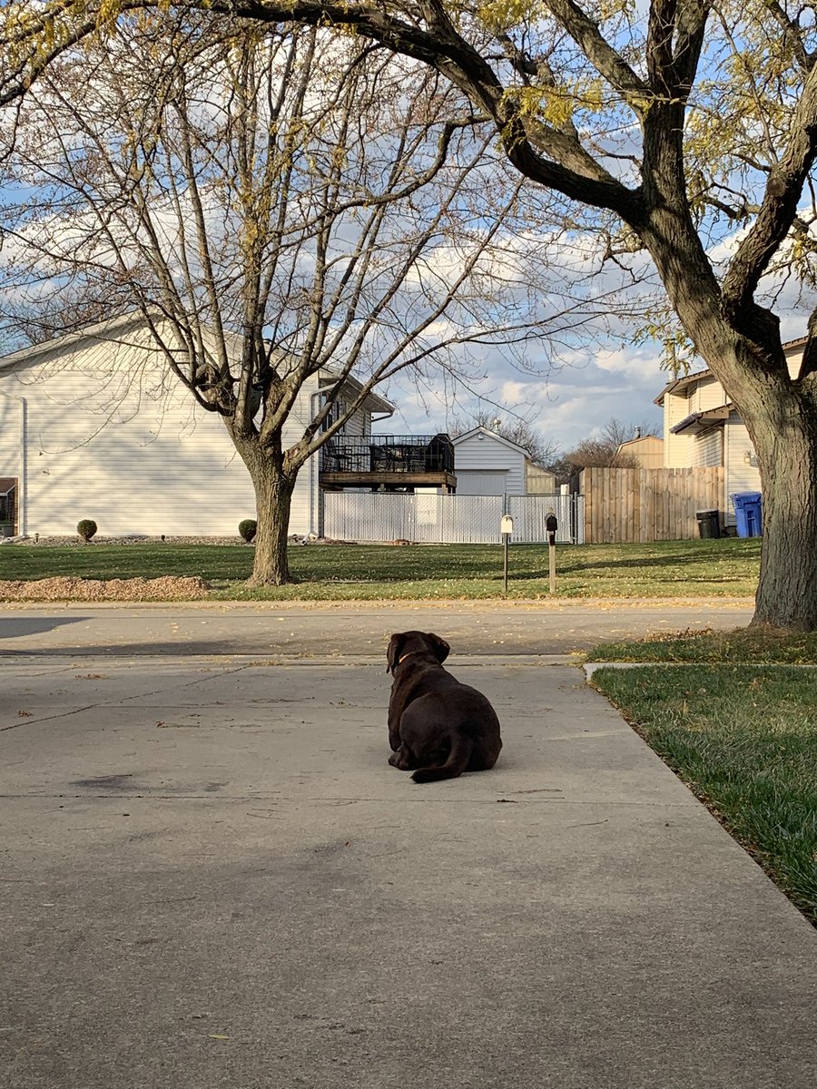 Eride528's tweet image. Even Sadie Belle is resting easier these days. #votefordecency