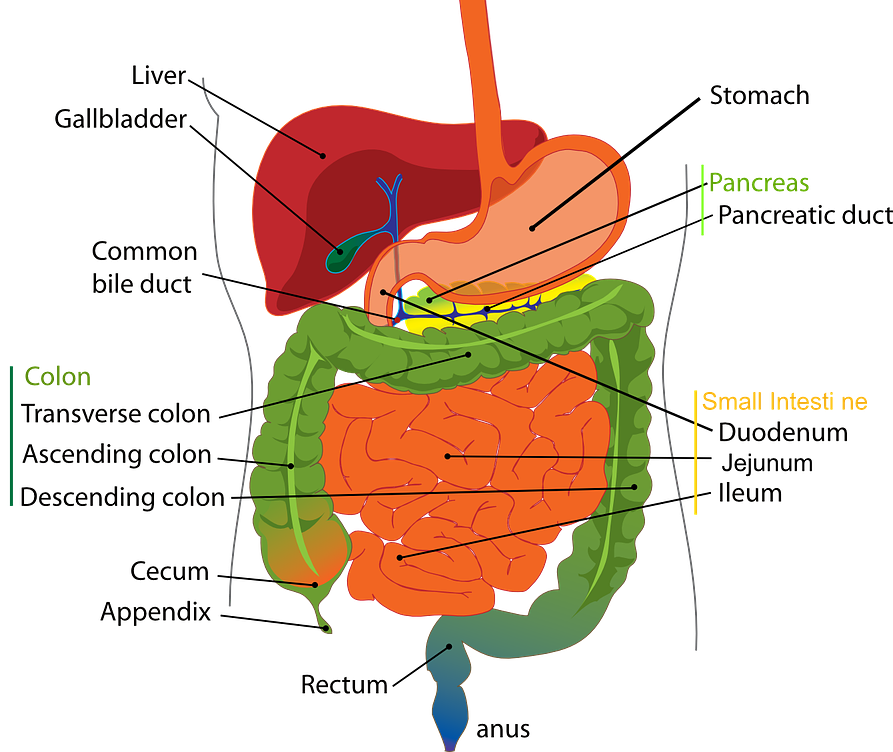 energeticwisdom's tweet photo. Latest Blog: Spiritual Cause of Lower Right Abdominal Pain. Pain in the lower right of the abdomin can be due to 3 physical reasons and various spiritual, or metaphysical reasons.  I explain in my latest blog.- https://t.co/fzsaFoDBfg https://t.co/0HGmc1qyyf