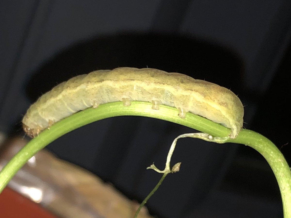 HeloiseHorton's tweet photo. Not a great photo, but this is eating its way through a coriander plant we have in the conservatory (and it does GIANT poos). We’re wondering Angle Shades...? @MothIDUK @BritishMoths https://t.co/cUlcQxOvek
