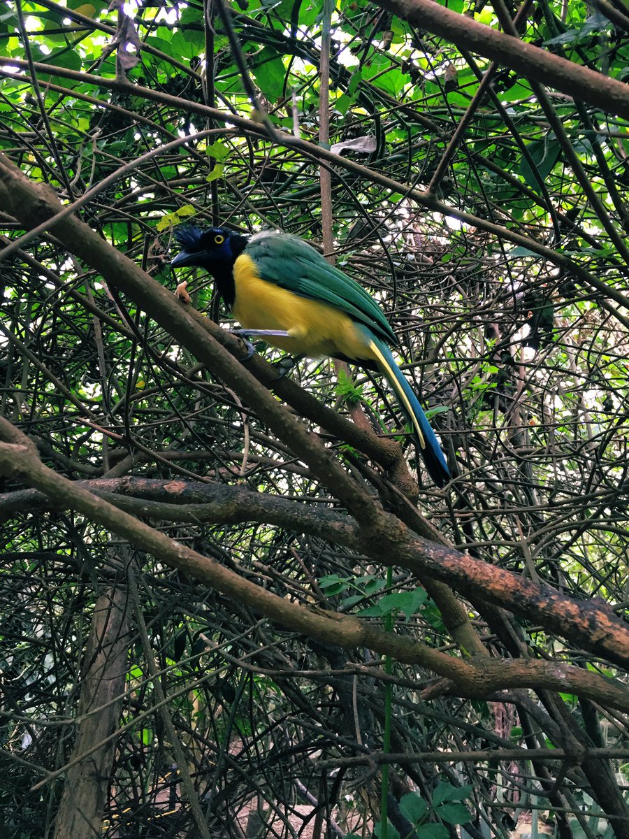 german_ricaurte's tweet photo. Hoy conocí el Bioparque La Reserva en Cota, Cundinamarca. Se dedican a recuperar y cuidar animales rescatados del tráfico ilegal de fauna silvestre, trabajando de la mano con las autoridades ambientales. Obviamente la pasaron mal económicamente durante la cuarentena: visítenlos!! https://t.co/n4IElNfBV2