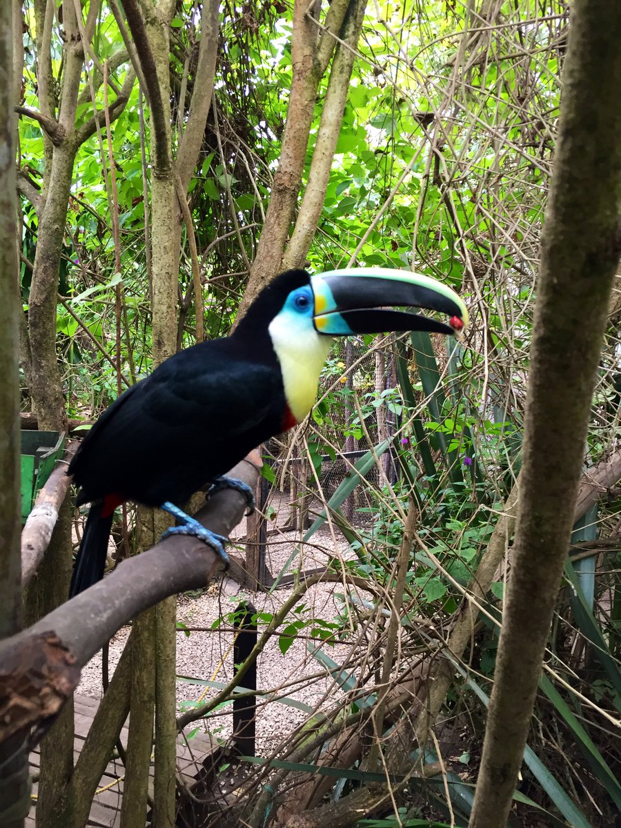 german_ricaurte's tweet photo. Hoy conocí el Bioparque La Reserva en Cota, Cundinamarca. Se dedican a recuperar y cuidar animales rescatados del tráfico ilegal de fauna silvestre, trabajando de la mano con las autoridades ambientales. Obviamente la pasaron mal económicamente durante la cuarentena: visítenlos!! https://t.co/n4IElNfBV2