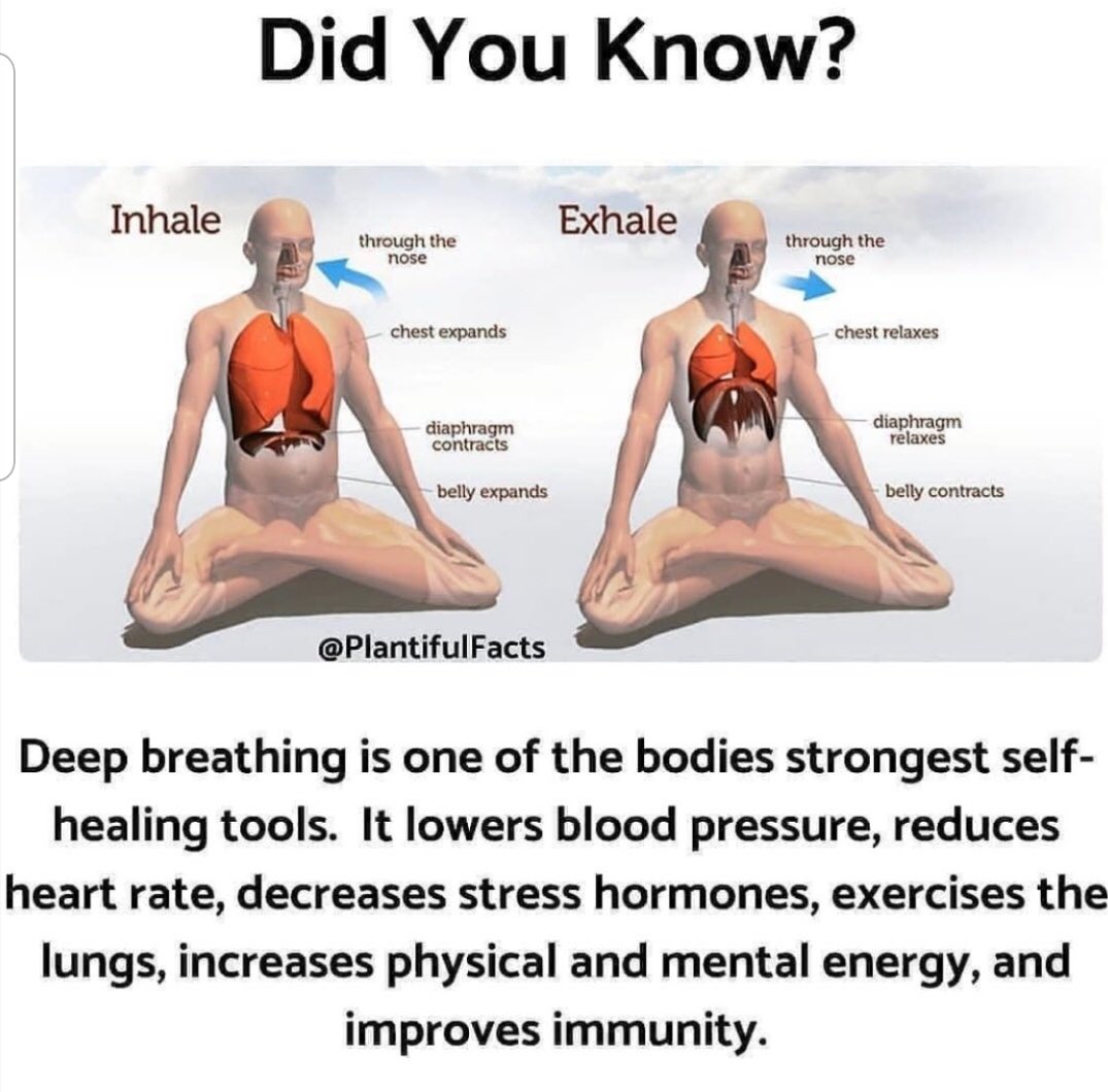 PYPTUK's tweet photo. Magic of all #DeepBreathing exercises! #Bhastrika #AnulomVilom #भस्त्रिका और #अनुलोमविलोम के अदभुद स्वास्थ्य लाभ  #KaroYogRahoNirog #FreeYoga #YogaInUK #Yog #PYPT #PYPTUK #Patanjali 
Image courtesy of #PlantifulFacts https://t.co/V1qUP5QVp5