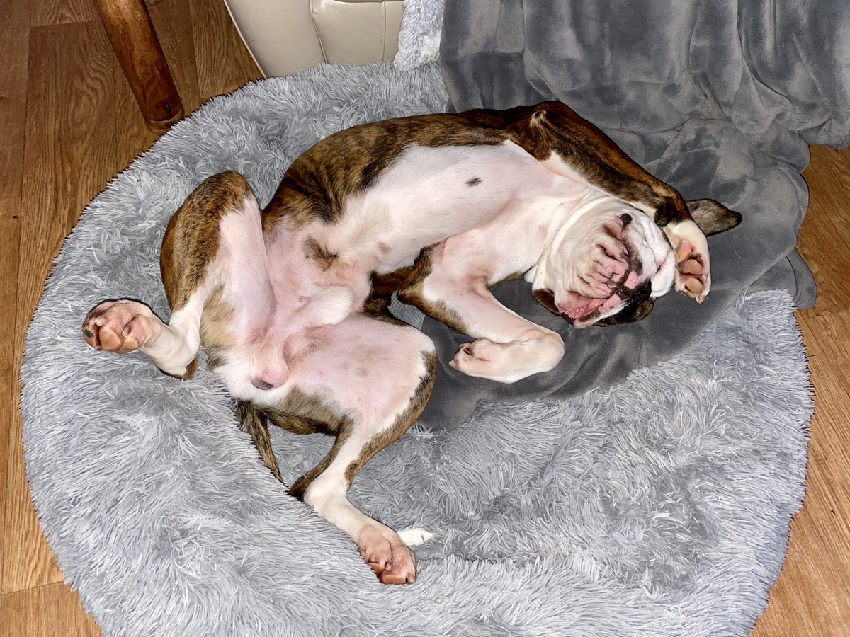 dtcb67's tweet photo. My name is Frank and this is how I sleep ๐ถ๐๐คฃ๐คฃ๐คฃ #boxerbrothers #boxerdogs #boxercooper #boxerlife #boxerfam #boxerdoglife #boxerfrank #boxerlovers #boxeraddict #boxers #boxersoftwitter #boxerdog #boxerlover #boxergram #boxerfun #boxerarchie #boxer #boxerworld #boxerboys https://t.co/OKB4jgMaw8