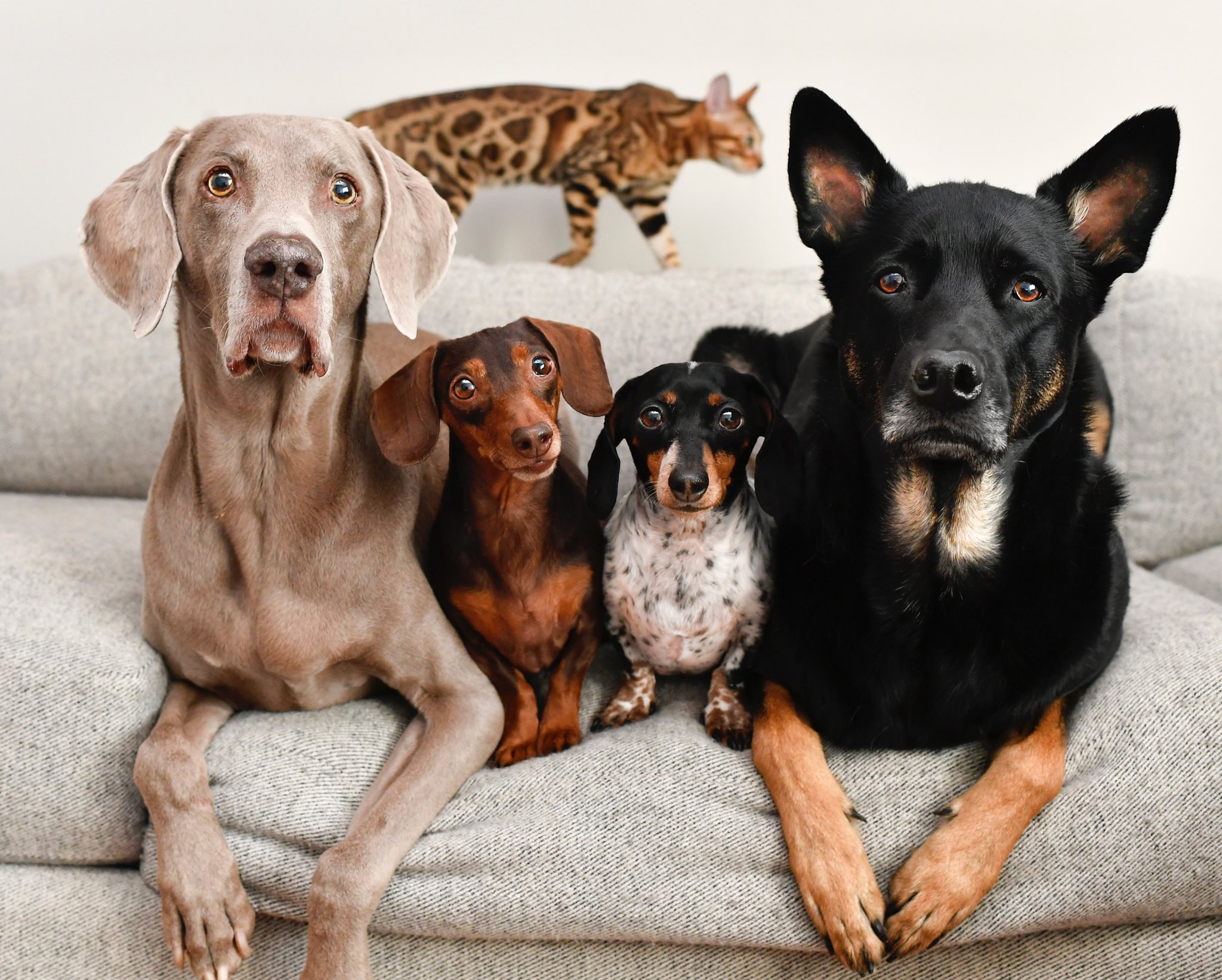 Harlow and Sage on Twitter "Our 2021 Calendar is now available at