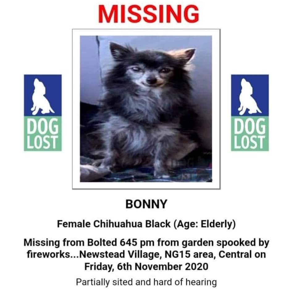 MissingPetsGB's tweet photo. 🐕VERY URGENT
BONNY 16 YR OLD #chihuahua ESCAPED GARDEN AFTER BEING #SPOOKED BY #fireworks🧨
06/11
#DEAF &amp; PARTIALLY SIGHTED
VERY TINY #ELDERLY GIRL
📞07545470679 or 07866026343 if sighted
DO NOT CHASE SHE WILL BE TERRIFIED
#NG15 #newsteadvillage #Notts https://t.co/rxZ4Z3tQEo https://t.co/LeHg6xZDAE