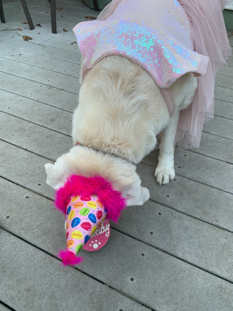 eats_rob's tweet photo. Even the Shapiro dogs love to eat. Happy birthday to the glamorous Ms. Lola!! @robshap444 threw her a wonderful party with all of her best friends. Obviously, 15/10 @dog_rates, right? https://t.co/d7S6SmlXfl