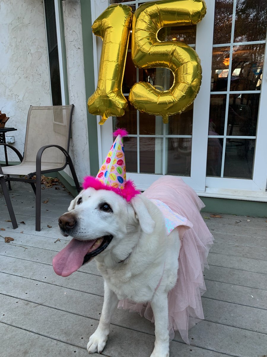 eats_rob's tweet photo. Even the Shapiro dogs love to eat. Happy birthday to the glamorous Ms. Lola!! @robshap444 threw her a wonderful party with all of her best friends. Obviously, 15/10 @dog_rates, right? https://t.co/d7S6SmlXfl