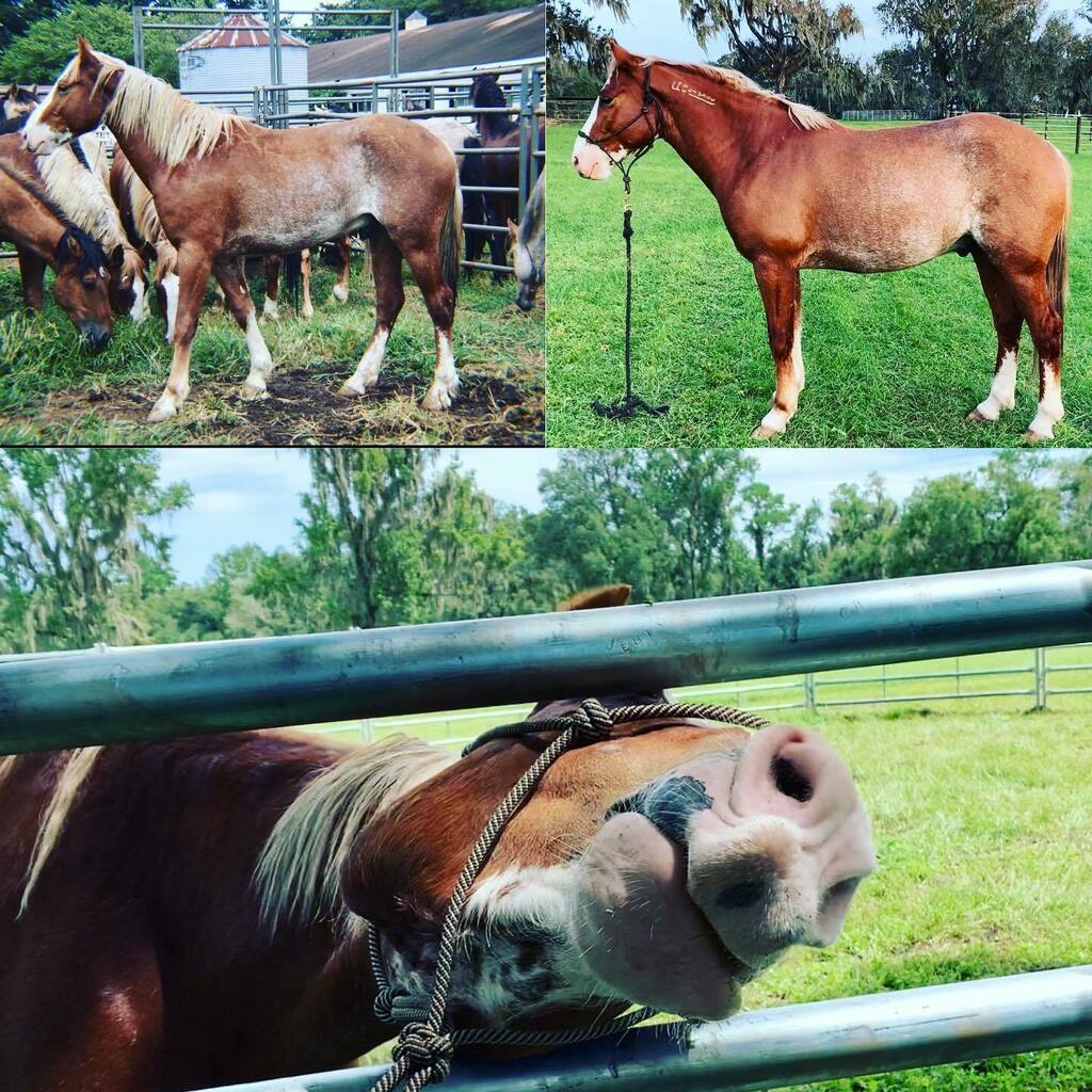 WallaceEventing's tweet photo. #BeforeandAfter with this goofball!
#EschertheMustang
#saveahorserideamustang
#Glowup
#78days
#mustangtipchallenge https://t.co/9oYofvV17v https://t.co/UC15Y6aBSq