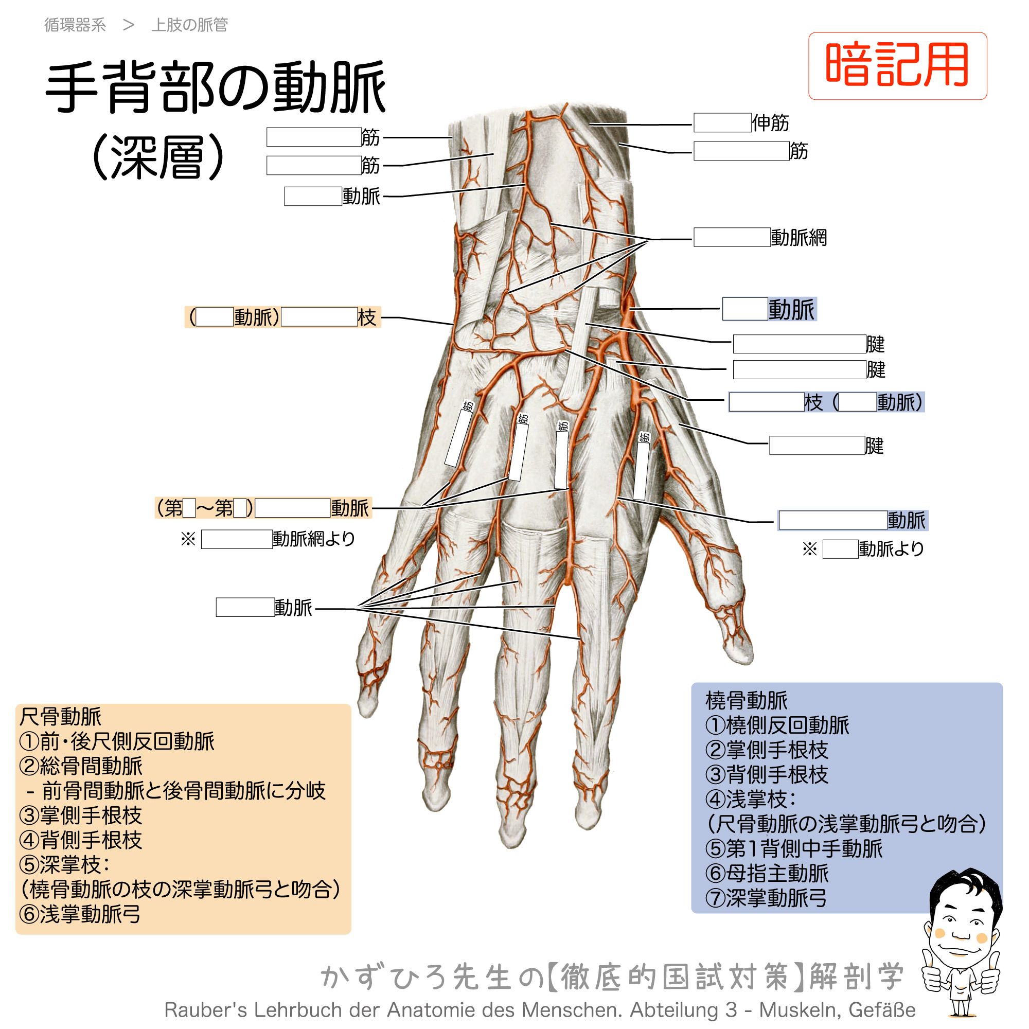 解剖学 パンスキー ジェスト解剖学 基礎と臨床に役立つ 3/ベン・パン