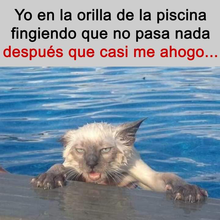 Willy_2018's tweet photo. #DomingoDeGanarSeguidores
@chucurena @elmonosanchezof @CaroVasquez1919 @kDeleon02 @LorenLux @Sopadebanano @quetallitabusca @Fannygonzalezt @Marianiniecheve @adrianitabesaje @Patrici68988949 @charlasamenas63 @milofrioo @Garabato1924 https://t.co/XJWCKhueFd