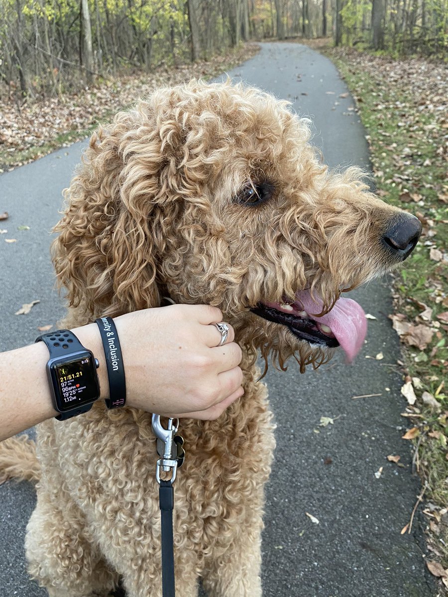 ktownshend88's tweet image. Hey MIIN! Let’s get out and take some #StepsForVets to celebrate #VeteransDay2020. Pro tip- do it with a furry friend - 0 social distancing required. @GHostbird22 @RodneyGray118 @StacyJCarlson