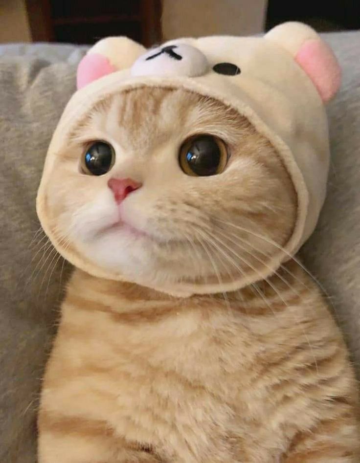 Sale > cat bear hat > in stock