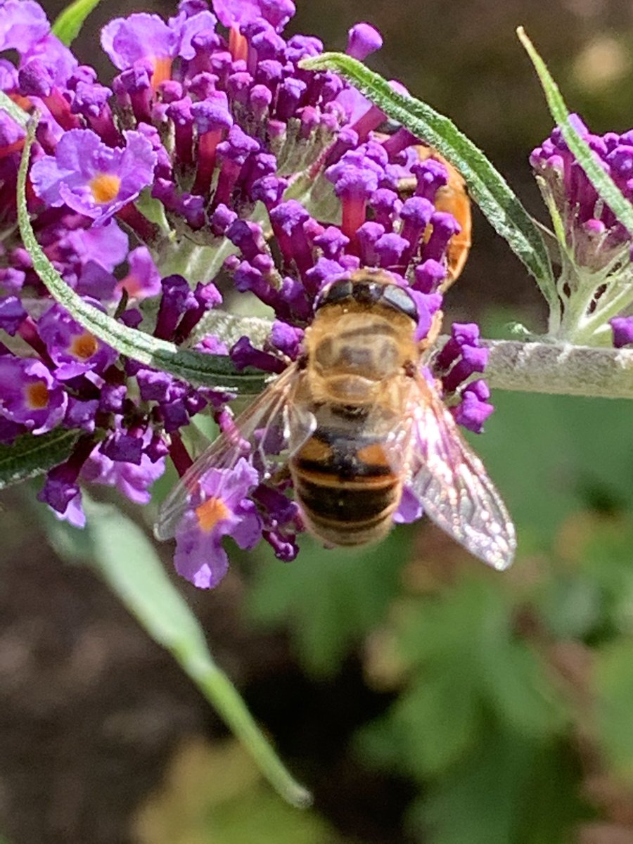 WeerkampJos's tweet photo. Nog even omdat het #WorldBeesWeekend is. Voor zo trustenπ€π€π€π€π€π€π€ https://t.co/H00qUfCFfS