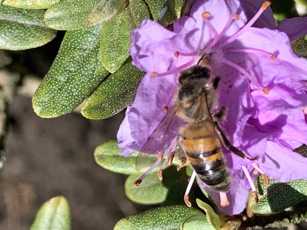 WeerkampJos's tweet photo. Nog even omdat het #WorldBeesWeekend is. Voor zo trustenπ€π€π€π€π€π€π€ https://t.co/H00qUfCFfS