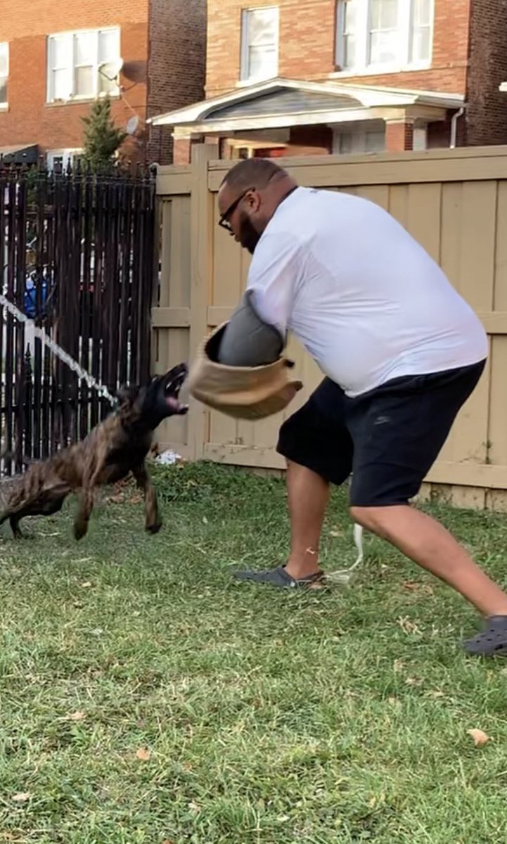 DrFridayNiteLts's tweet photo. When youβre a former college OL lineman and current K9 trainer... πππ that knee bend though!!! #BiteTraining #BiteaholicsAnonymous #KNPVLines #TommySon #PeggePolicedogs #TacticalDog #GotGenetics #BiteWork #DutchShepherd #HollandseHerdershond #Agitation #DecoyWork https://t.co/I3rP9SGVaP