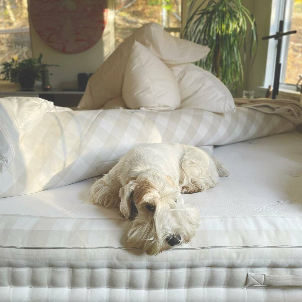 joshrubin's tweet photo. @rorythesealyham has his own idea of what Sunday cleaning entails
.
.
.
#sealyhamterrier #sealy #sealyhamsofinstagram #rorythesealyham #makingthebed #cutedog https://t.co/Sr7ffv29W4 https://t.co/g8EUgIIYek