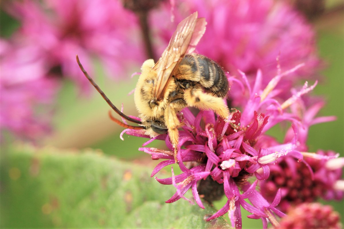 lrusso08's tweet photo. Cute Melissodes for #WorldBeesWeekend https://t.co/cskUmeYe88