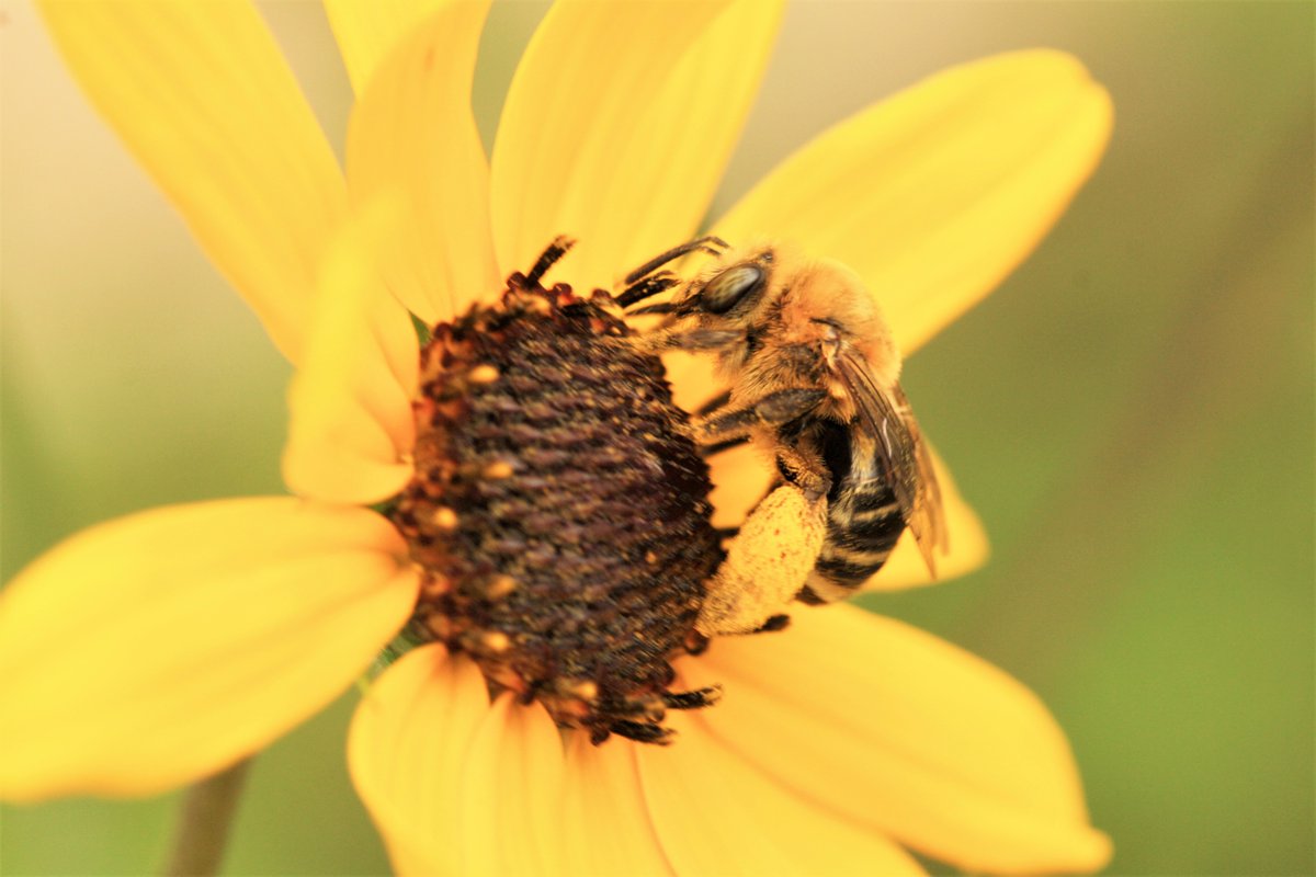 lrusso08's tweet photo. Cute Melissodes for #WorldBeesWeekend https://t.co/cskUmeYe88