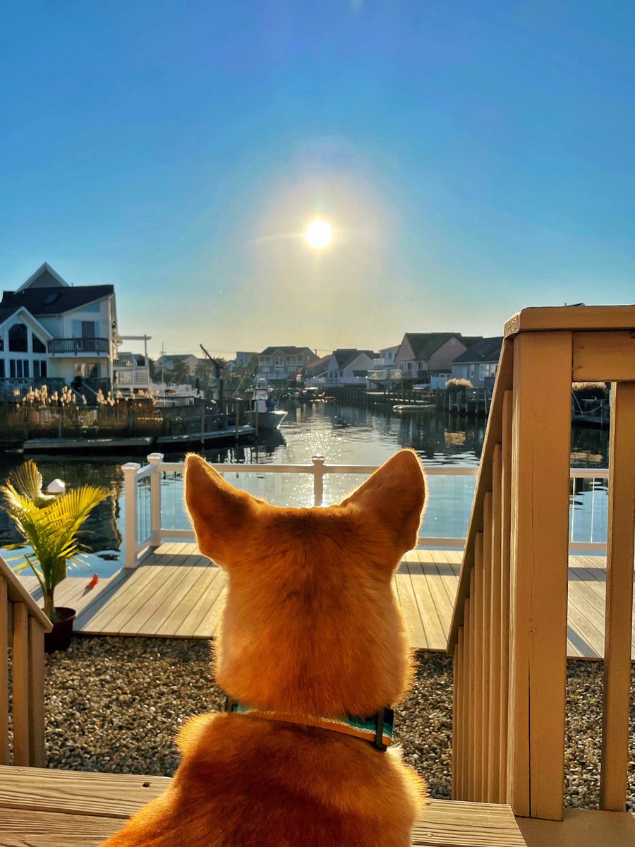 ᴉllǝsoɹ qoɹ tweet media