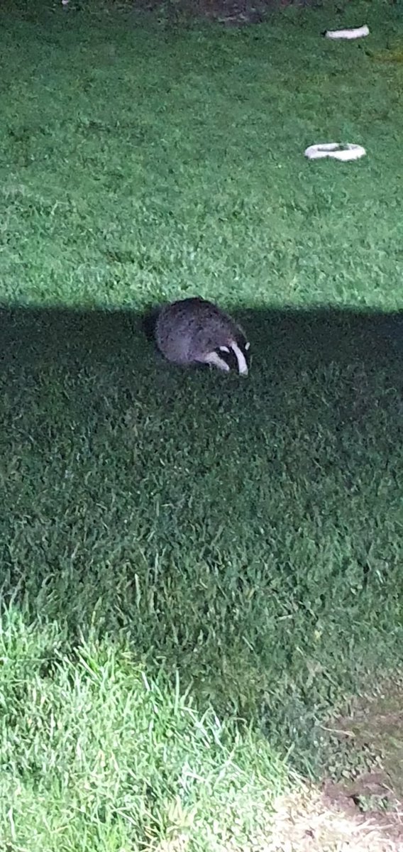 Badger in my back garden.