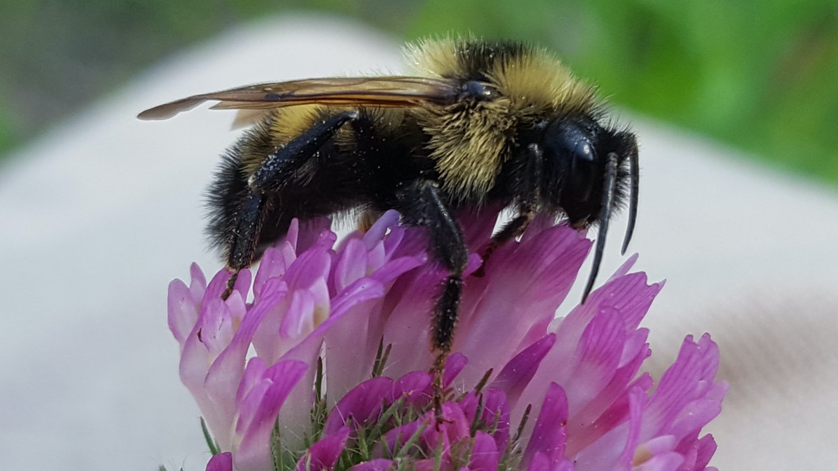 JosephNapper2's tweet photo. #WorldBeesWeekend B. citrinus https://t.co/fHERQvLFcp