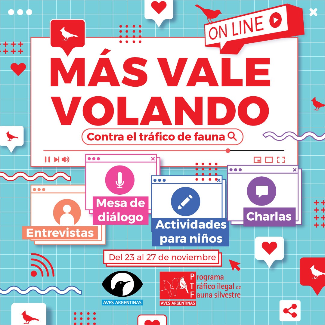 AvesArgentinas's tweet photo. ¡Se viene el #MásValeVolando 2020! 🐦Del 23 al 27 de noviembre vamos a estar celebrando el festival anual de @AvesArgentinas contra el tráfico ilegal de fauna silvestre.
Este año será en modalidad virtual, por lo que podrás conectarte desde cualquier punto del planeta. 🌎 https://t.co/yo8OkF7dzP