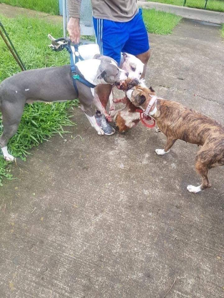 ElindependienCo's tweet photo. #MaltratoAnimal #Colombia | 🌐 Fiscalía busca a hombre en Medellín que permitió que sus perros asesinaran a otro canino del vecindario. 

Un hombre que caminaba por un parque de la ciudad de Medellín, permitió
que sus 3 perros de raza potencialmnte peligrosa mataran a otro canino https://t.co/TentysQD9b