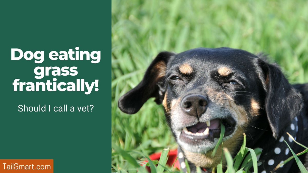 tailsmart's tweet photo. Dog Eating Grass Frantically – Should I Call a Vet?
#dog #dogs #doghealth

https://t.co/Vjgm2xMjz0 https://t.co/PBqmAIbDRc