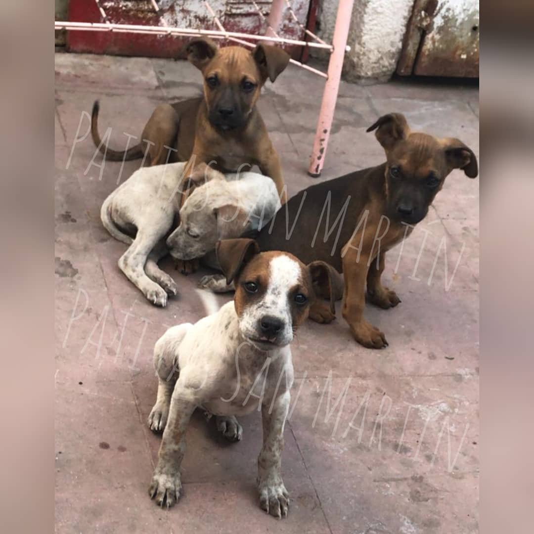 🏵️CACHORROS EN ADOPCIÓN RESPONSABLE🏵️

Son todos machos, nacidos en 17 de agosto.

Mamá cruza con Pitt, papá boxer. Lo digo para que sepan que van a ser grandotes. 

Si querés que alguno de ellos formé parte de tu familia pedinos el formulario pre adopción ♥️