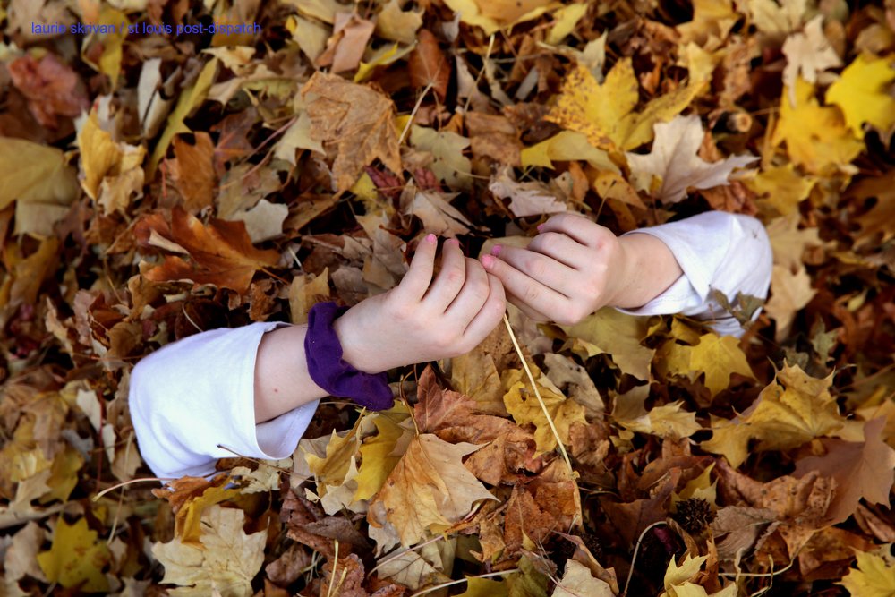 LaurieSkrivan's tweet image. Jonathan Danieley wrestles with his children Teddy, 4, and Ruby,8, as his oldest daughter Lucy, 9, continues to bury him in leaves on Sunday, Nov. 8, 2020, @TowerGrovePark  Grove Park. #stlwx #Fall #Leafpile