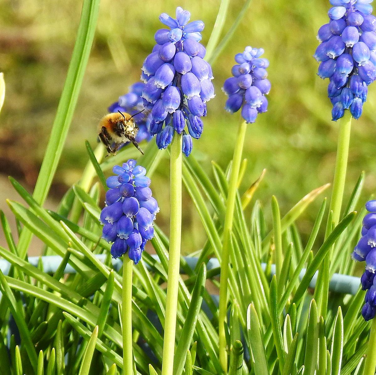 chrisbrothwood's tweet photo. Didnβt realise it was #WorldBeesWeekend but as it was here is a bee from #lockdown1 in the UK ....#bees https://t.co/njKO7n1bsj