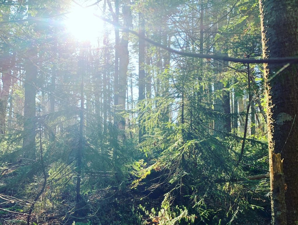 ncshaw's tweet photo. A perfect day for a solo, head-clearing hike. #vanderwhackermountain / fire tower were gorgeous and, even on a glorious day, I saw four other people (and two 🐕!) — had the summit all to myself for lunchtime. #adirondacks #nny #trailslesstraveled https://t.co/nbqLRMjtSu