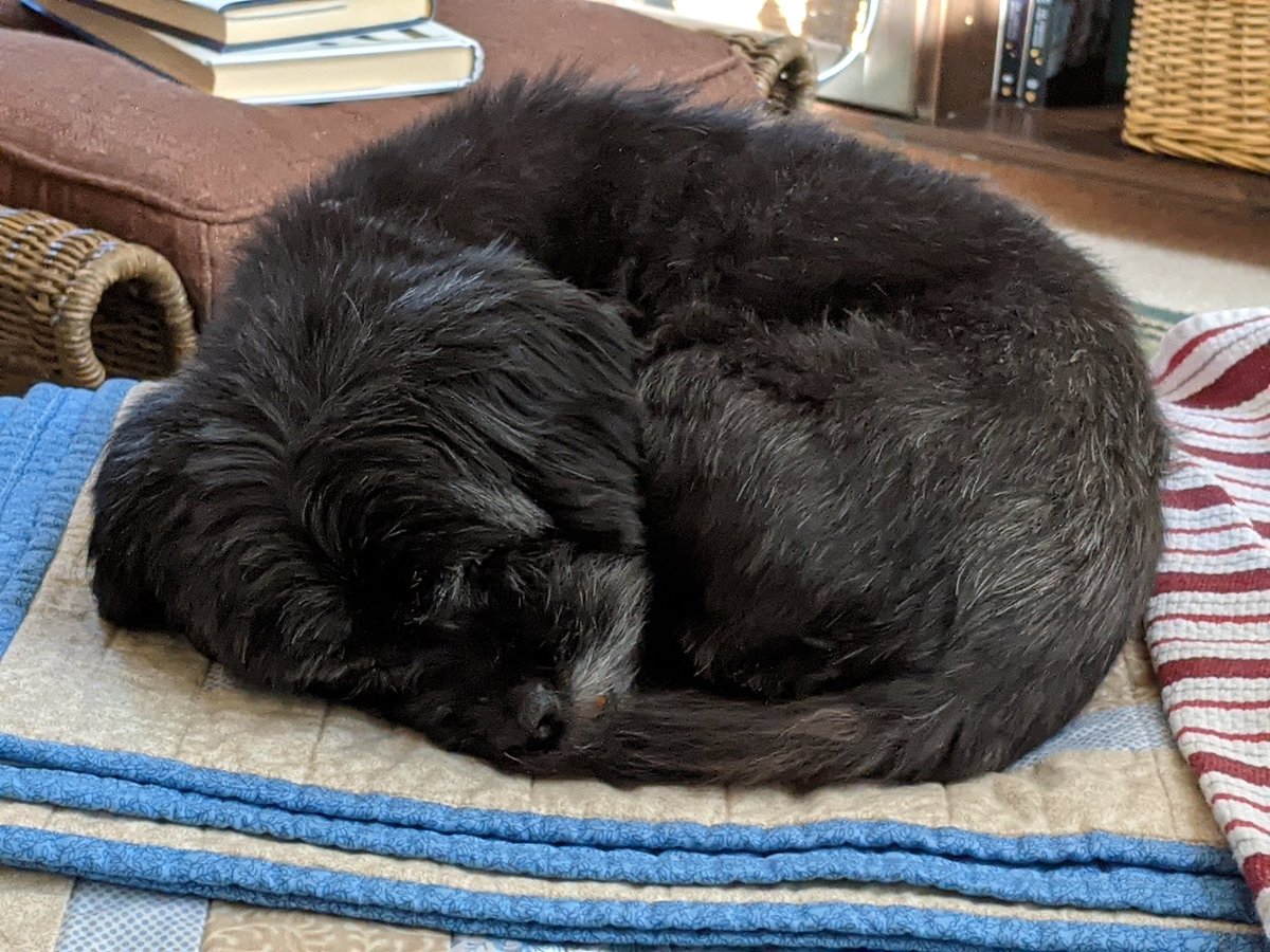 sdancer77's tweet photo. @yashar Her grays remind me to value the time we have left β€οΈ #DancerDogs #Layla https://t.co/x8vFAYZRqM