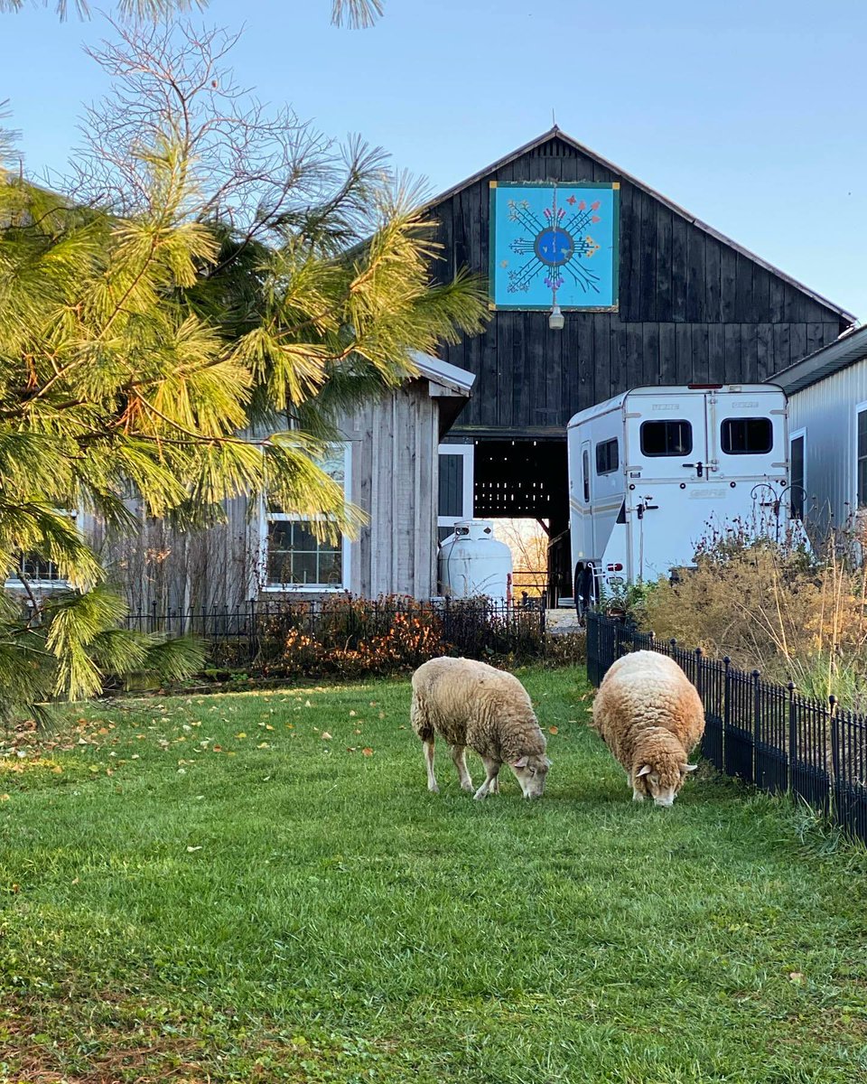 crazysheeplady's tweet photo. Good afternoon π
Baba and Cheeto. I think Cheeto was happy for some girlfriend time. I wish Baba would move in with her and Willard. Some βyoungβ blood perks everyone up β€οΈ.
#sheepfriends https://t.co/EIXi4vEhGy https://t.co/KRQl3zwZ0m
