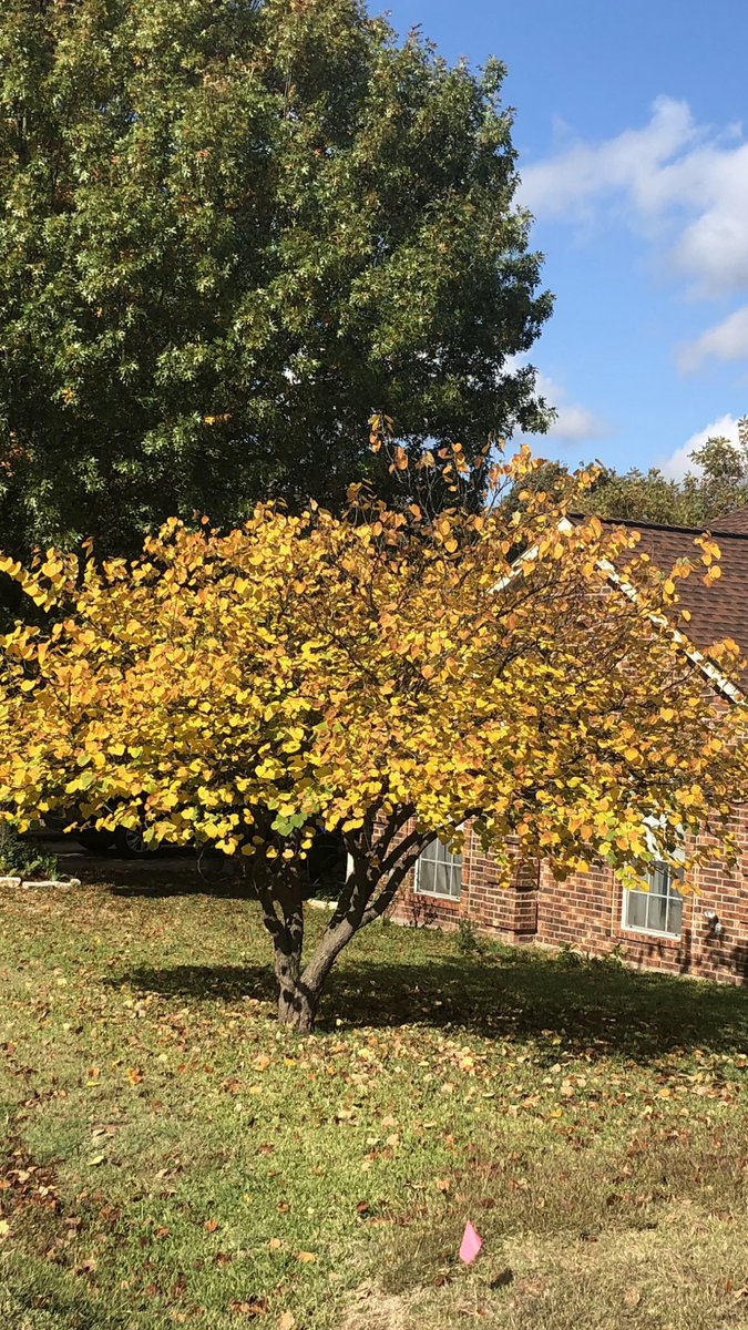 Deborah Ottaway tweet media