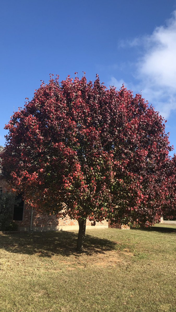 Beautiful fall walk yesterday and today! Love this season 💗🍁🍁