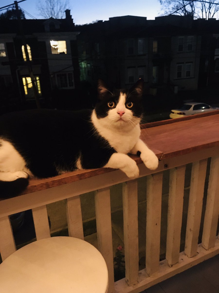 BMeowfield's tweet photo. Hanging at my favorite warring hole, the BARcony. https://t.co/gLRonxocS3