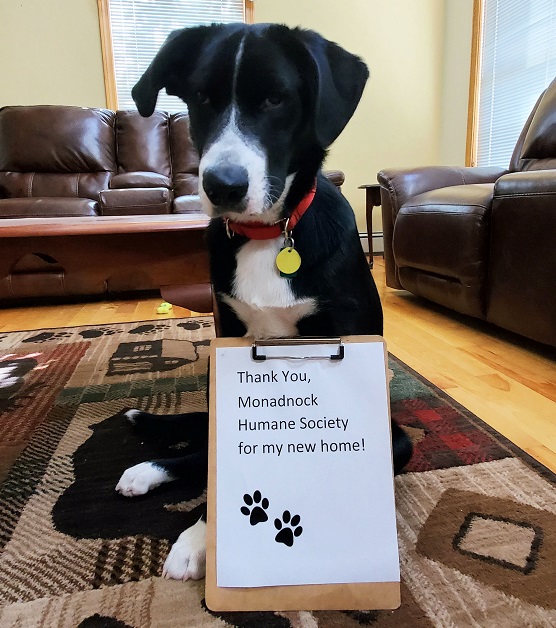 monadnock humane society dogs